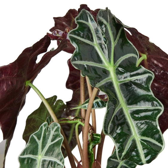 ALOCASIA AFRICAN MASK 4-inch