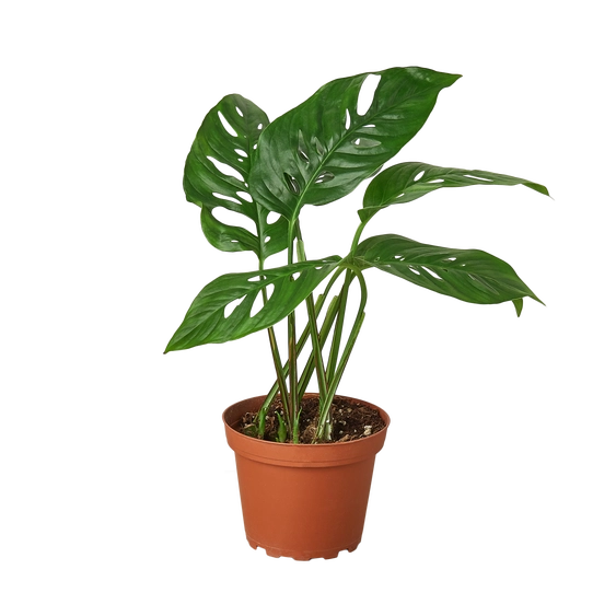 MONSTERA SWISS CHEESE 4-inch