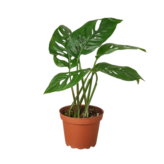 MONSTERA SWISS CHEESE 4-inch