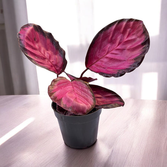 Calathea 'Purple Rose' Live Plant