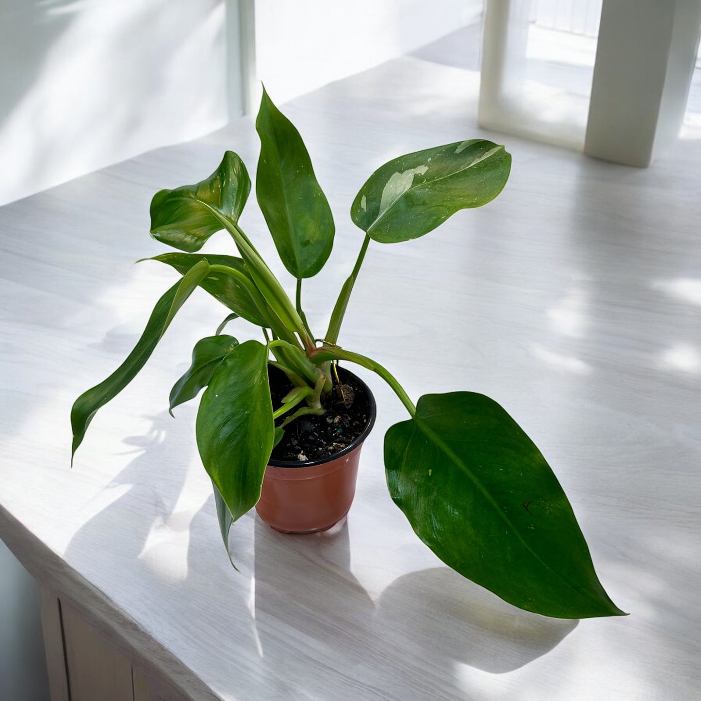 Philodendron 'White Princess' - 4" Pot