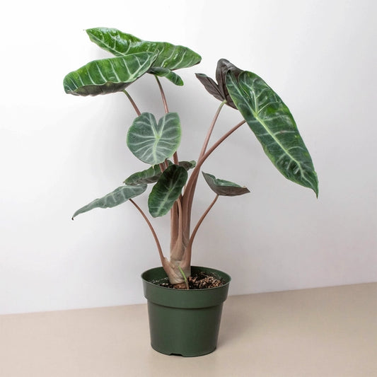 Alocasia Pink Dragon - 6" Pot - 6" Pot