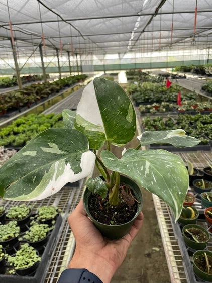 Philodendron 'White Princess' - 4" Pot