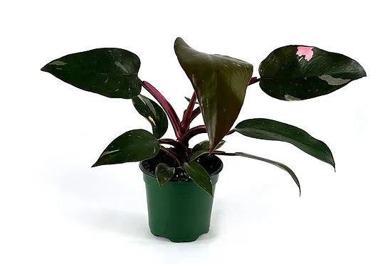 PHILODENDRON PINK PRINCESS 4-inch